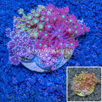 Goniopora Coral Indonesia (click for more detail)
