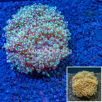 Frogspawn Coral (click for more detail)