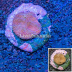 Toadstool Leather Coral Indonesia (click for more detail)
