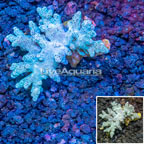 Sinularia Finger Leather Coral Indonesia (click for more detail)