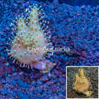 Devil's Hand Leather Coral Indonesia (click for more detail)