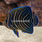 Koran Angelfish, Juvenile (click for more detail)