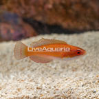 McCosker's Flasher Wrasse, Initial Phase (click for more detail)