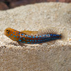 Blue Spotted Jawfish (click for more detail)