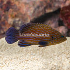 Blue Line Gouper [Blemish] (click for more detail)