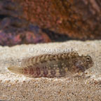 Sailfin/Algae Blenny (click for more detail)