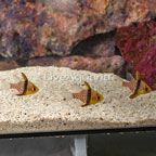 Pajama Cardinalfish (Trio) (click for more detail)