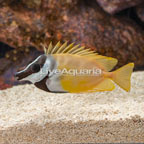 Foxface Lo (click for more detail)