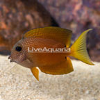 Two Spot Bristletooth Tang (click for more detail)