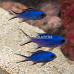 Caribbean Blue Reef Chromis, Trio (click for more detail)