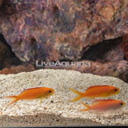Dispar Anthias (Trio) (click for more detail)
