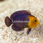 Pygmy Cherub Angelfish (click for more detail)