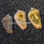 Orange Lip Conch Snail, Trio (click for more detail)