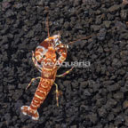 Tiger Snapping Shrimp (click for more detail)