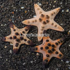 Chocolate Chip Sea Star, Trio (click for more detail)