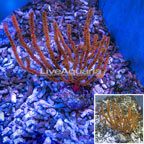 Yellow Polyp Sea Fan (click for more detail)
