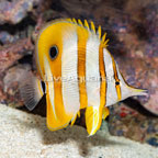 Copperband Butterflyfish  (click for more detail)