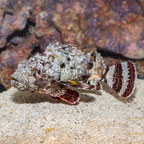 Plumed Scorpionfish (click for more detail)