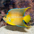Townsend Angelfish  (click for more detail)