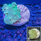 LiveAquaria® Cabbage Leather Coral (click for more detail)