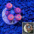 LiveAquaria® Hallacious Zoanthus (click for more detail)