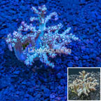 Sinularia Finger Leather Coral Indonesia (click for more detail)