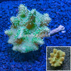 Devil's Hand Leather Coral Indonesia (click for more detail)