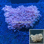 Xenia Coral Indonesia (click for more detail)