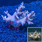 Sinularia Finger Leather Coral Indonesia (click for more detail)