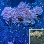 Xenia Coral Indonesia (click for more detail)
