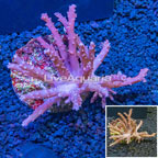 Tree Coral Indonesia (click for more detail)