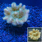 Devil's Hand Leather Coral Indonesia (click for more detail)
