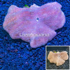 Toadstool Mushroom Leather Coral Indonesia (click for more detail)