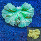 Green Cabbage Leather Coral Vietnam (click for more detail)