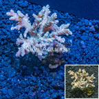 Sinularia Finger Leather Coral Indonesia (click for more detail)