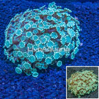 Alveopora Coral Indonesia (click for more detail)