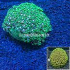 Goniopora Coral Indonesia (click for more detail)