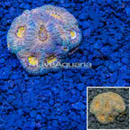 Acan Echinata Coral Vietnam (click for more detail)