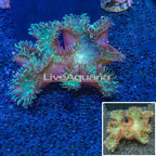 Elegance Coral Indonesia (click for more detail)