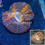 Meat Coral Indonesia (click for more detail)