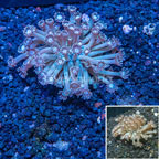 Goniopora Coral Indonesia (click for more detail)