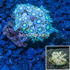 Goniopora Coral Indonesia (click for more detail)