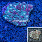 Dipsastraea Brain Coral Indonesia (click for more detail)