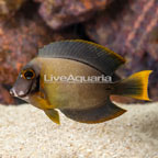Chocolate Tang (click for more detail)