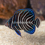 Koran Angelfish, Juvenile [Blemish] (click for more detail)