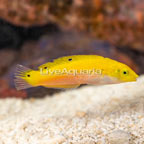 Yellow and Purple Wrasse [Blemish] (click for more detail)