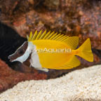 Foxface Lo (click for more detail)