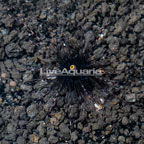 Black Longspine Urchin  (click for more detail)