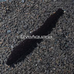Black Cucumber EXPERT ONLY (click for more detail)