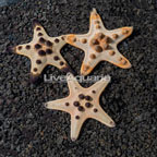 Chocolate Chip Sea Star, Trio (click for more detail)